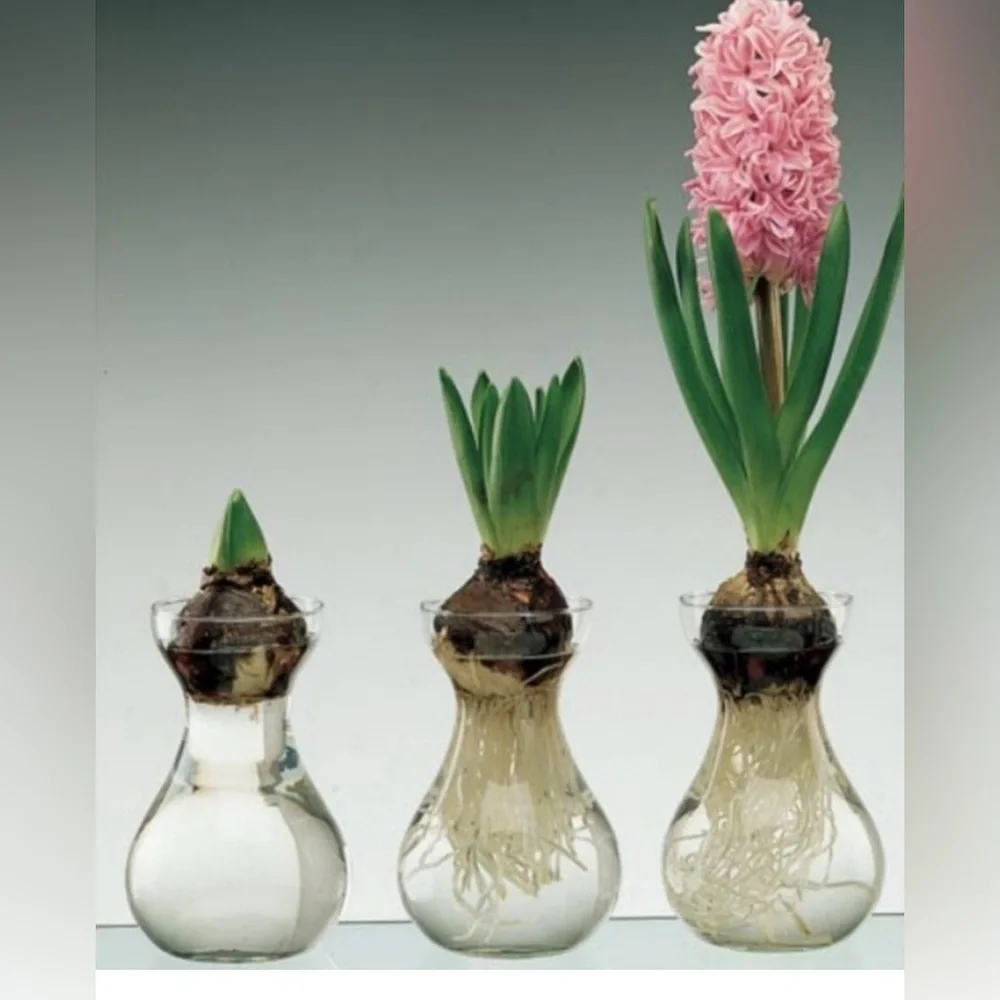 Clear Glass Bulb Forcing Vases Set of Two
